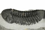 Detailed Morocops Trilobite Fossil - Morocco #204301-4
